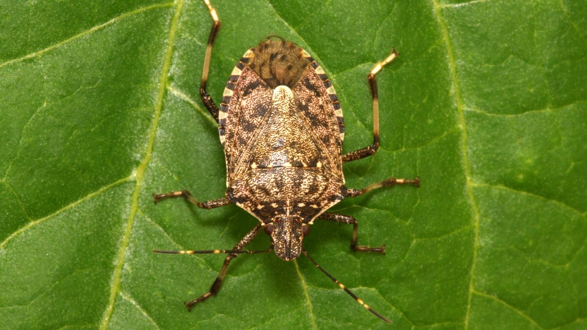 n0cYgBm-h-Halyomorpha_halys_lab