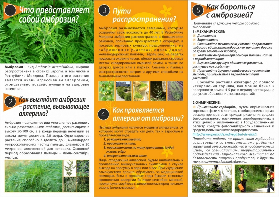 Амброзия